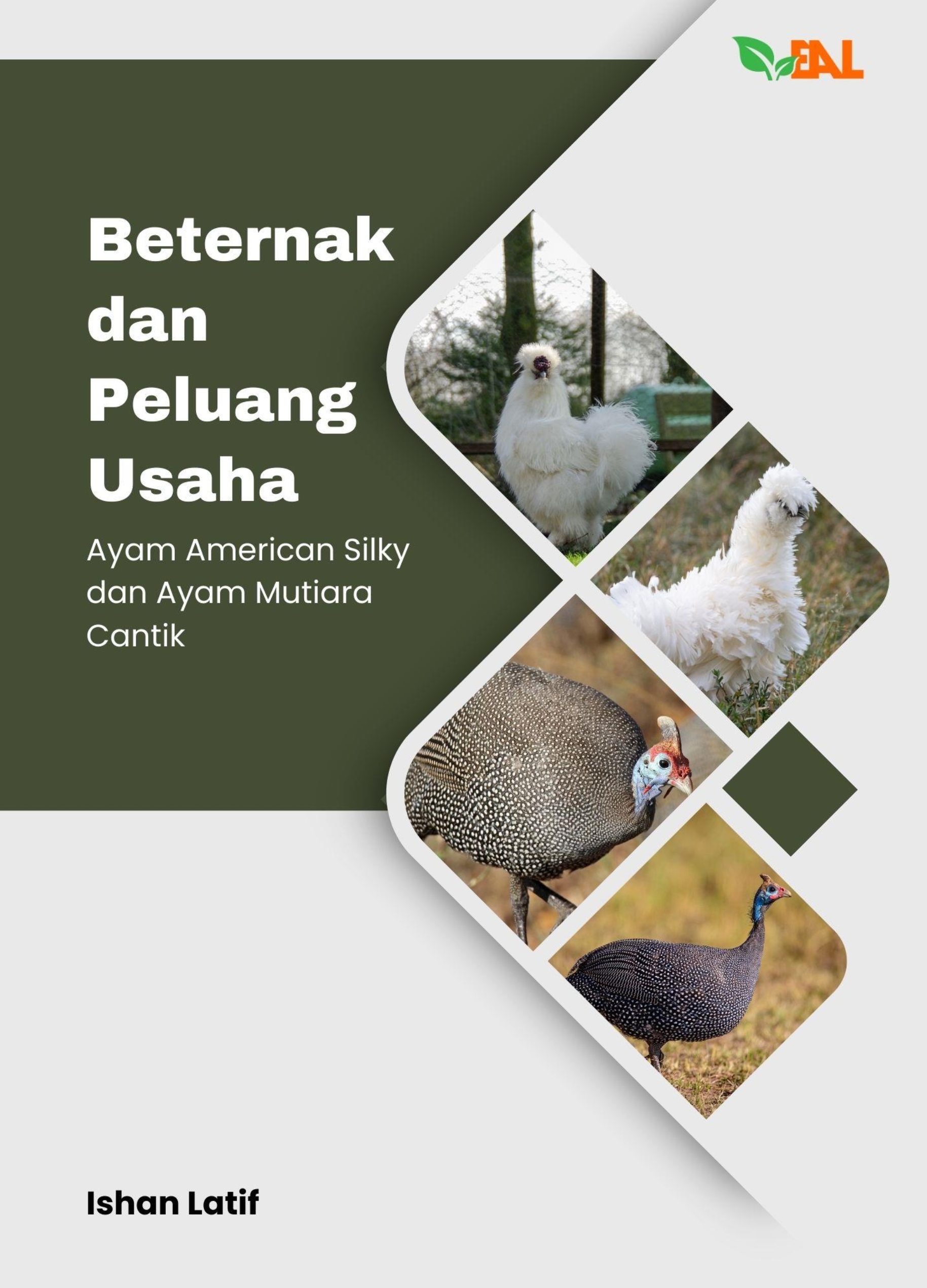 Beternak dan Peluang Usaha: Ayam American Silky dan dan Ayam Mutiara Cantik